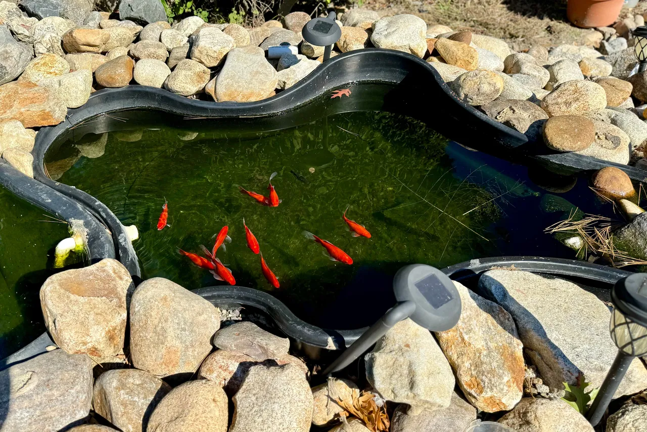 Orange koi in the pond, surrounded by natural stones
