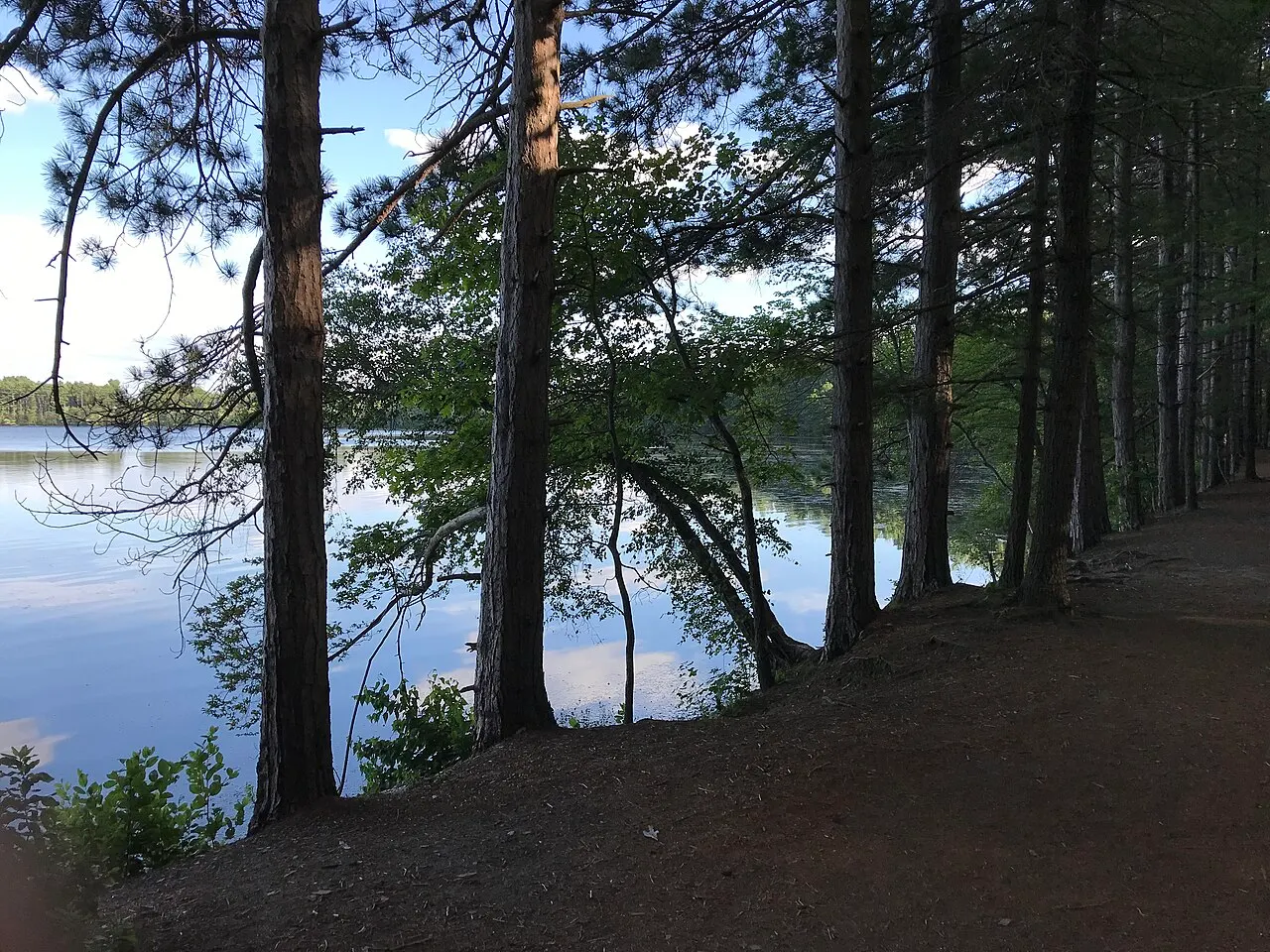 Trees beside Haggetts Pond in Andover